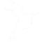 Paralucent bird